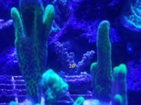 coral2.jpg