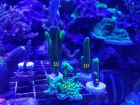 coral3.jpg