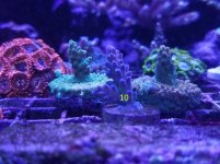 coral4.jpg