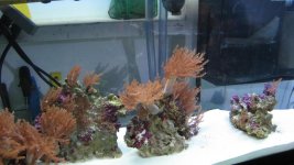 IMG_3353.jpg
