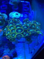 Dragon eye Zoa.jpg