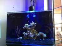IMG_0909tank.jpg
