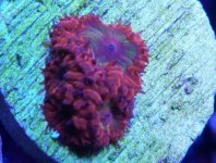 IMG_20170925_182313.jpg
