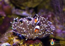 CLOWNS IN ANEMONE.jpg