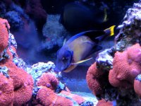 mimic tang.jpg mimic tang.jpg