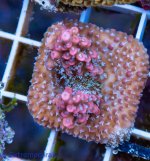 Extreme Corals Red Cake.jpg