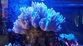 coral.jpg coral.jpg
