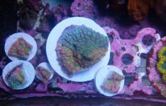 IMG_20170709_171824.jpg