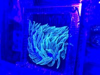 blue1.jpg
