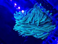 blue2.jpg