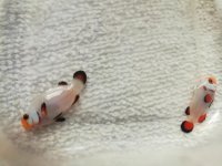 IMG_20180609_115827.jpg