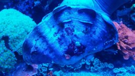 clam2.jpg