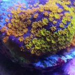 IMG_20171226_161305.jpg