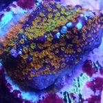 IMG_20171226_161323.jpg