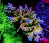 Vivid Rainbow Delight Acropora.jpg