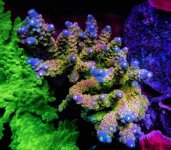 Vivid Rainbow Delight Acropora.jpg