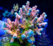 RR Canada Jaw Dropper Acropora $ 1,600.jpg