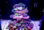 ea8cbf5bd35606e8176b36b54ec4f7e7--reef-aquascaping-aquascape-aquarium.jpg