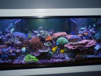 Full Tank Shot.jpg