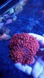 IMG_20171227_144131.jpg