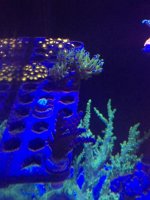 cali tort:frogspawn.jpg
