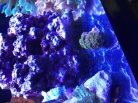 IMG_1451.jpg