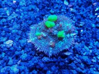 IMG_20171228_164130.jpg
