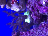 candycane coral.jpg