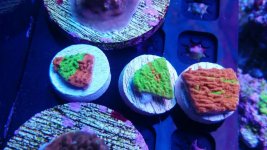 IMG_20170716_175745.jpg