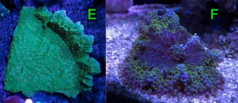 Frags-5-1_2.jpg