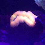 ImageUploadedByReefs2017-07-18 10:57:05 EDT.jpg