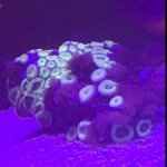 ImageUploadedByReefs2017-07-18 10:58:55 EDT.jpg