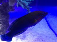 IMG_0795.jpg