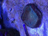 IMG_0412.jpg
