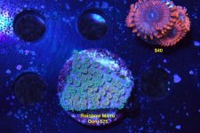 Rainbow Micro Goni.jpg