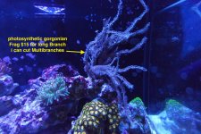 Gorgonian.jpg