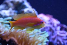 angry Anthias.jpg