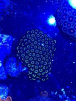 yellow zoa.jpg