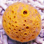 th89667YellowBallSponge.jpg