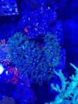 frogspawn.jpg