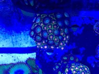 zoa frag 1.jpg