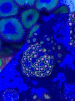 zoa frag 2.jpg