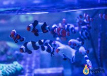 clownfish 12.jpg