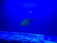 IMG_0338.jpg