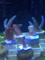 IMG_0129.jpg IMG_0129.jpg