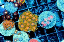 Zoas2.jpg