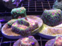 IMG_1075.jpg