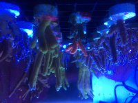 IMG_1877.jpg