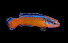 neon-dottyback-400x2551.jpg