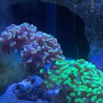 ImageUploadedByReefs2017-03-13 08:50:05 EDT.jpg